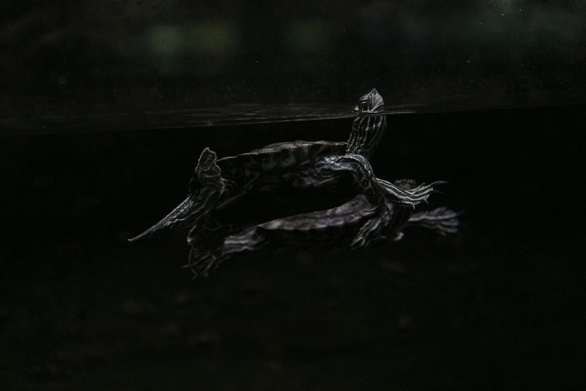 Discover the serene beauty of a turtle gliding effortlessly through pristine waters. This captivating image captures the tranquility of marine life and the vibrant underwater environment, making it perfect for use in environmental campaigns, educational materials, or as eye-catching wall art for ocean lovers. Ideal for illustrating themes of conservation, nature, and aquatic ecosystems.